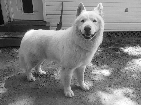 Sherlock the service dog