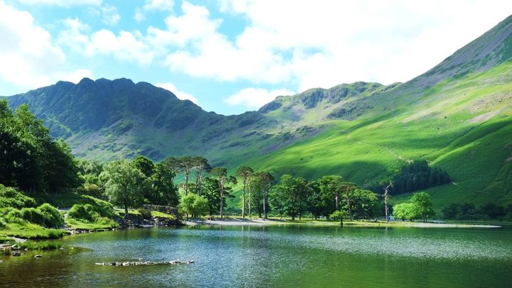 The famous Buttermere Pines in the Lake District.