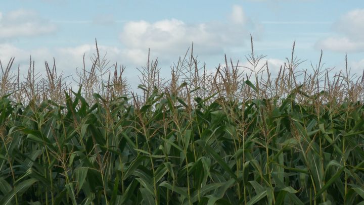Most corn grown in North America is GE-corn. 