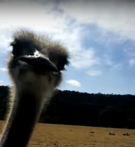 The moment before the ostrich decided he'd had enough.