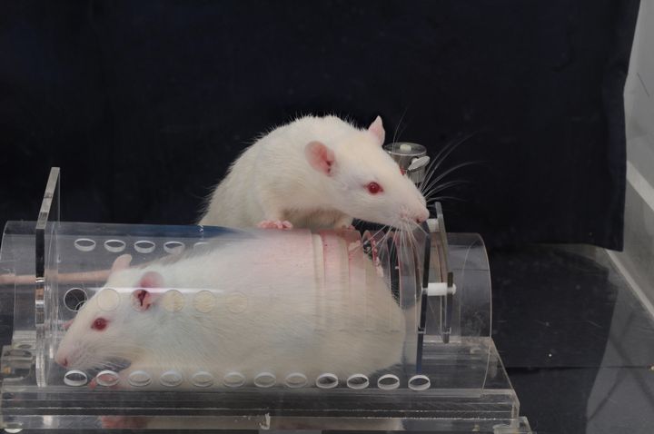 In the new study, drugged rats and non-drugged controls were given the opportunity to free a cage mate trapped inside a plastic tube.