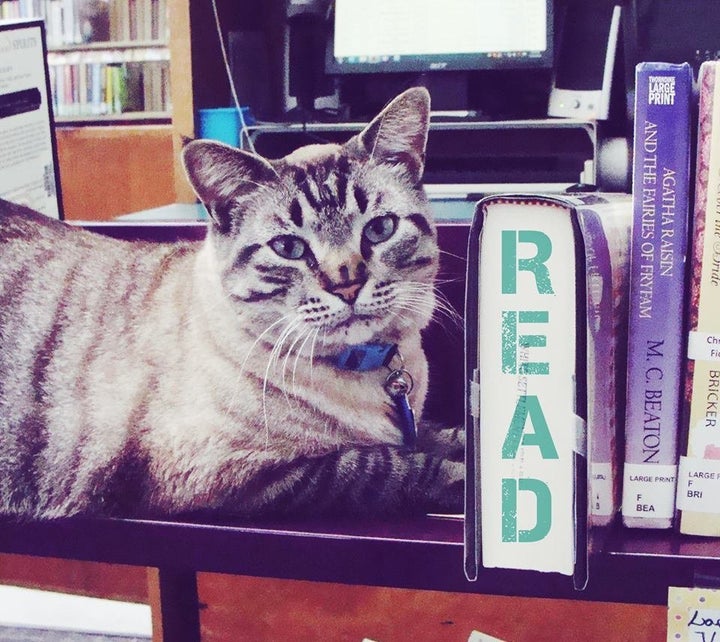 Browser the library cat keeps in touch with his fans via his Facebook page.