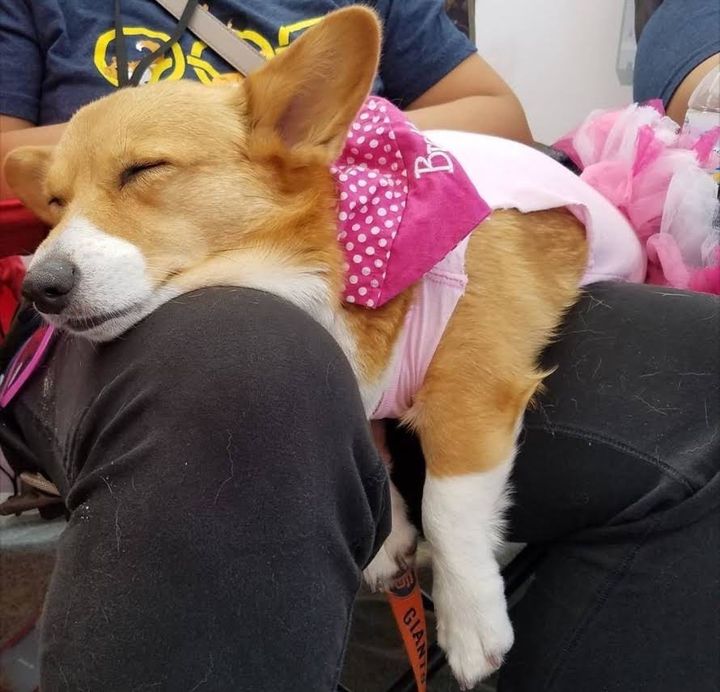 A corgi is seen all tuckered out during this weekend's event.