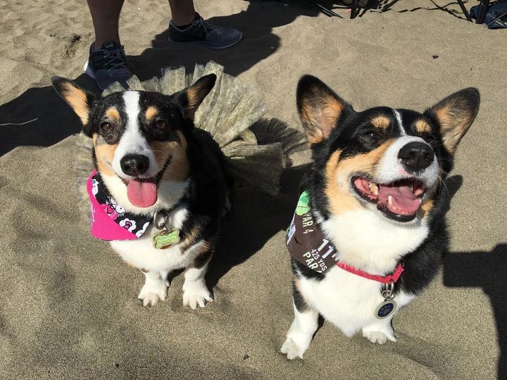 The event included a corgi race and costume contest.