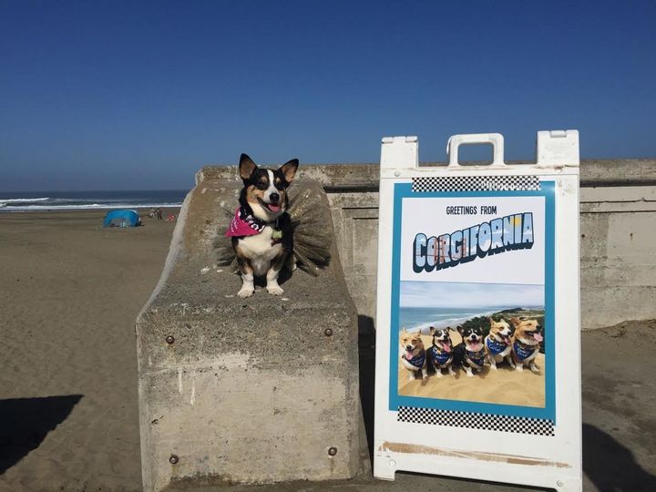 Maki Boo, the event's glamorous four-legged CEO, was seen wearing a tutu as she greeted guests at the beach.