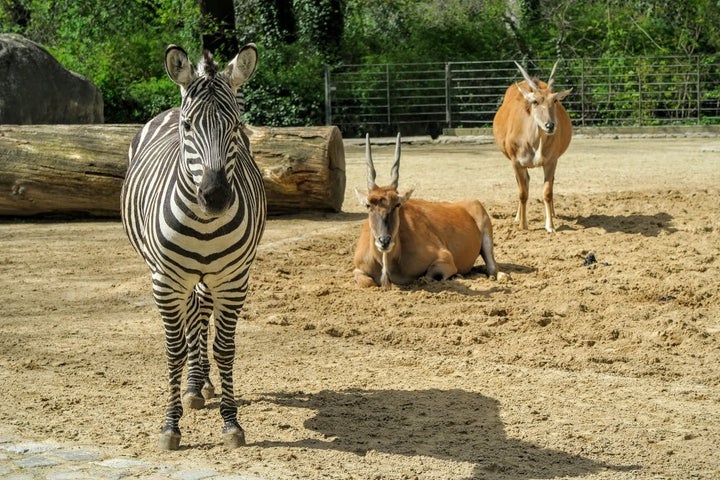 Berlin Zoo