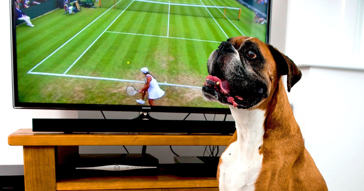 World's First Dog TV Remote Means Your Pooch Can Change Channels When
