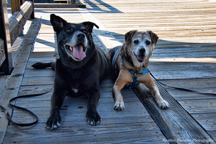 Pups Cooling Off on the Bridge<br><a href="http://www.heatherhummelphotography.com/" target="_blank" role="link" rel="nofollow" class=" js-entry-link cet-external-link" data-vars-item-name="www.HeatherHummelPhotography.com" data-vars-item-type="text" data-vars-unit-name="5773dd72e4b00eaa47883454" data-vars-unit-type="buzz_body" data-vars-target-content-id="http://www.heatherhummelphotography.com/" data-vars-target-content-type="url" data-vars-type="web_external_link" data-vars-subunit-name="article_body" data-vars-subunit-type="component" data-vars-position-in-subunit="6">www.HeatherHummelPhotography.com</a>