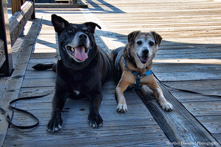 Pups Cooling Off on the Bridgewww.HeatherHummelPhotography.com