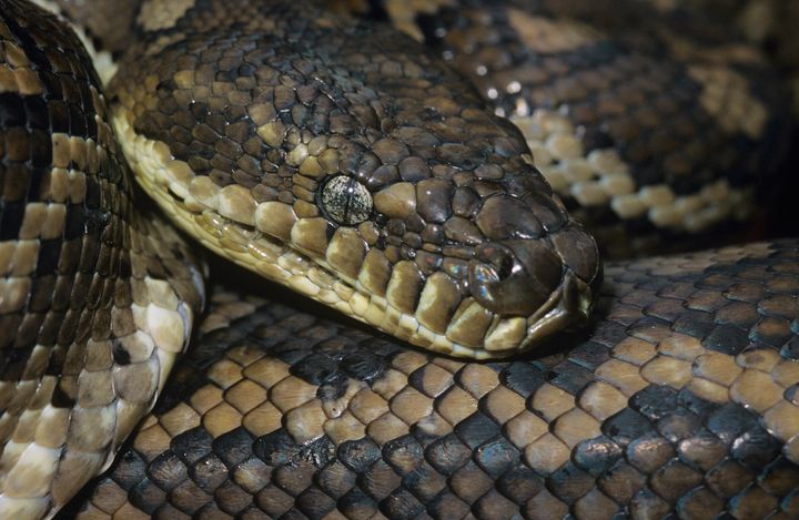 Police are searching for "Wessie" (not pictured), an approximately 10-foot-long snake they believe was once someone's pet.
