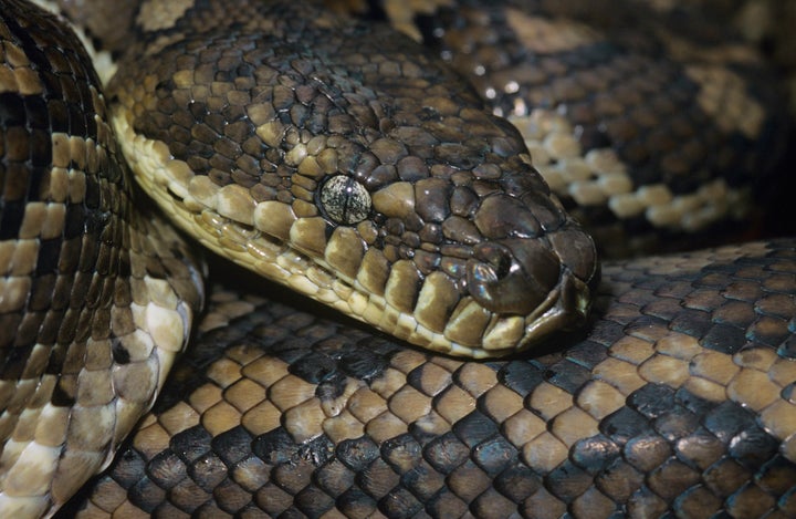 Police are searching for "Wessie" (not pictured), an approximately 10-foot-long snake they believe was once someone's pet.