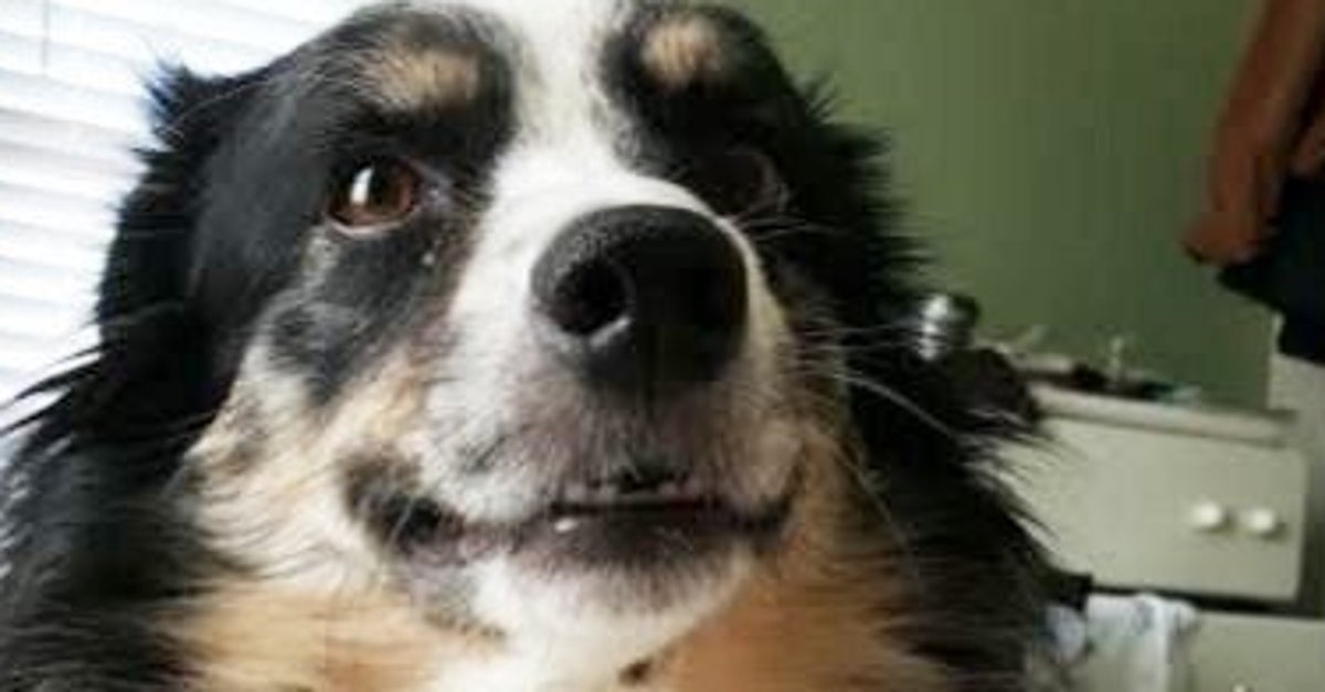 Loyal Dog Saves Owner During House Fire, And He Returns The Favor ...