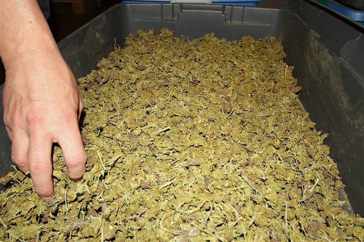 <em>A lot of cannabis plant goes into a small vial of hash oil.</em>