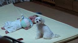 This Dog Can Silence A Baby's Cry In Seconds