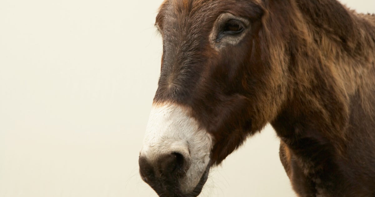 Donkey's Milk Might Sound Weird, But It Has Numerous Health Benefits ...