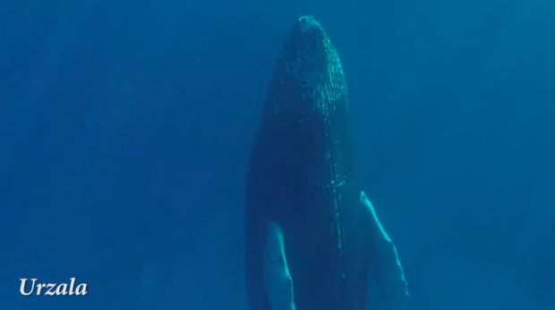 Another view of the sleeping humpback whale.