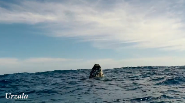 A humpback whale pops up to the surface. Whales "breathe" through the blowholes on the tops of their heads, so they need to be near the water's surface when they sleep.