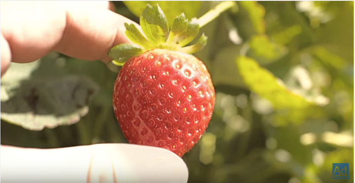 The strawberry's journey begins on a hopeful note as it's harvested, boxed and shipped miles and miles to a supermarket, where it waits to be purchased.