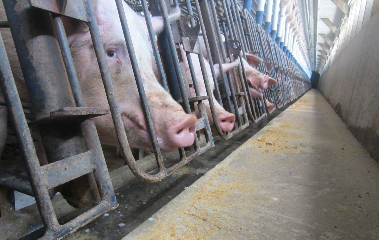 Pigs confined in crates at a farm in Iowa in 2011.