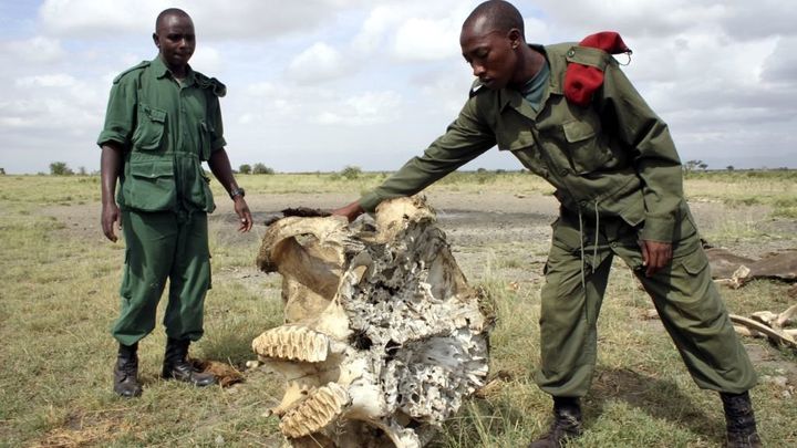 Members of an anti-poaching squad find an elephant skull in Arusha, Tanzania.