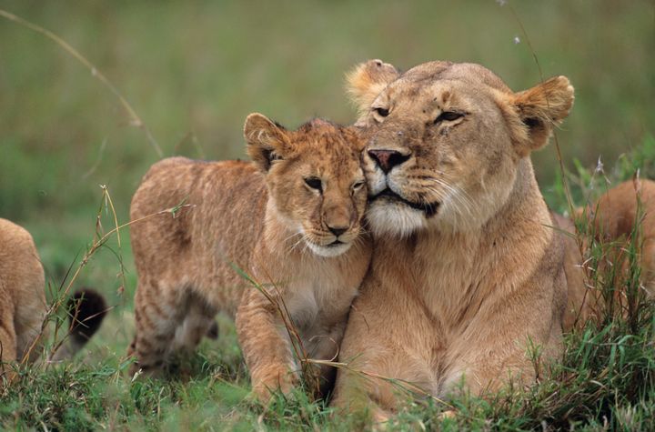Not Cecil's cub -- lions at the Masai Mara National Reserve.