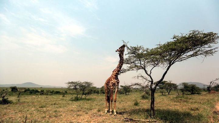 A giraffe grazes in nearby Serengeti National Park, where anti-poaching efforts are at a premium.
