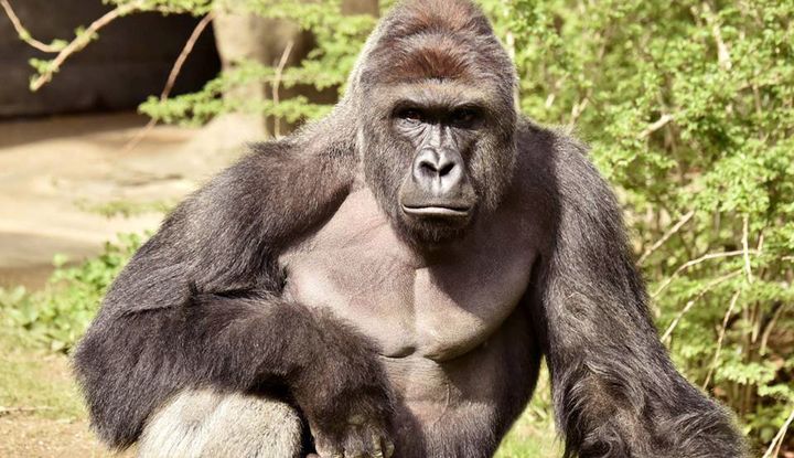 Harambe, the gorilla killed in May at the Cincinnati Zoo.