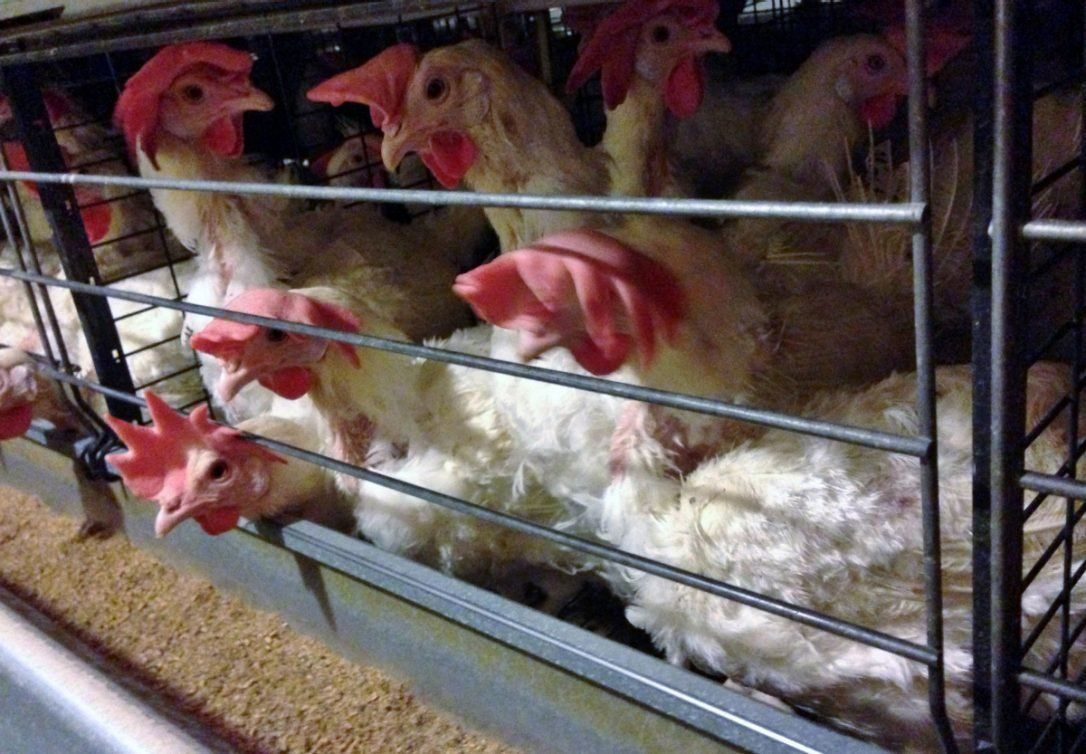Chickens in cramped cages. In a victory for animal advocates, California voters approved a measure to ban battery cages for chickens that came into effect last year.