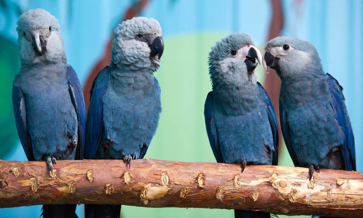 Spix's macaws (from left to right) Felicitas, Frieda, Paula and Paul sit on a branch in their aviary at the association for t