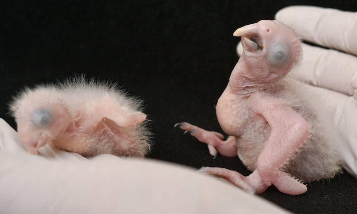 Two Spix's macaw chicken called Karla (left) and Tiago are pictured on April 17, 2014 at the ACTP wildlife conservation organization in Schoeneiche, eastern Germany.