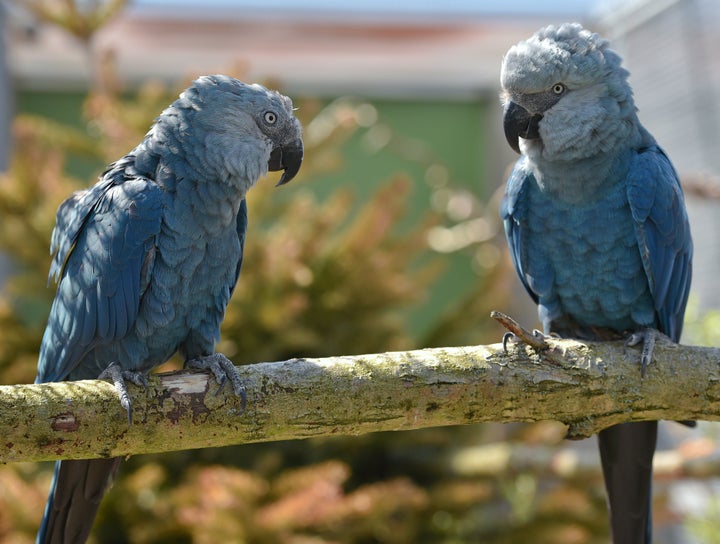 Spix's macaw couple Bonita and Ferdinand are pictured on April 17, 2014 at the ACTP wildlife conservation organization in Schoeneiche, eastern Germany.