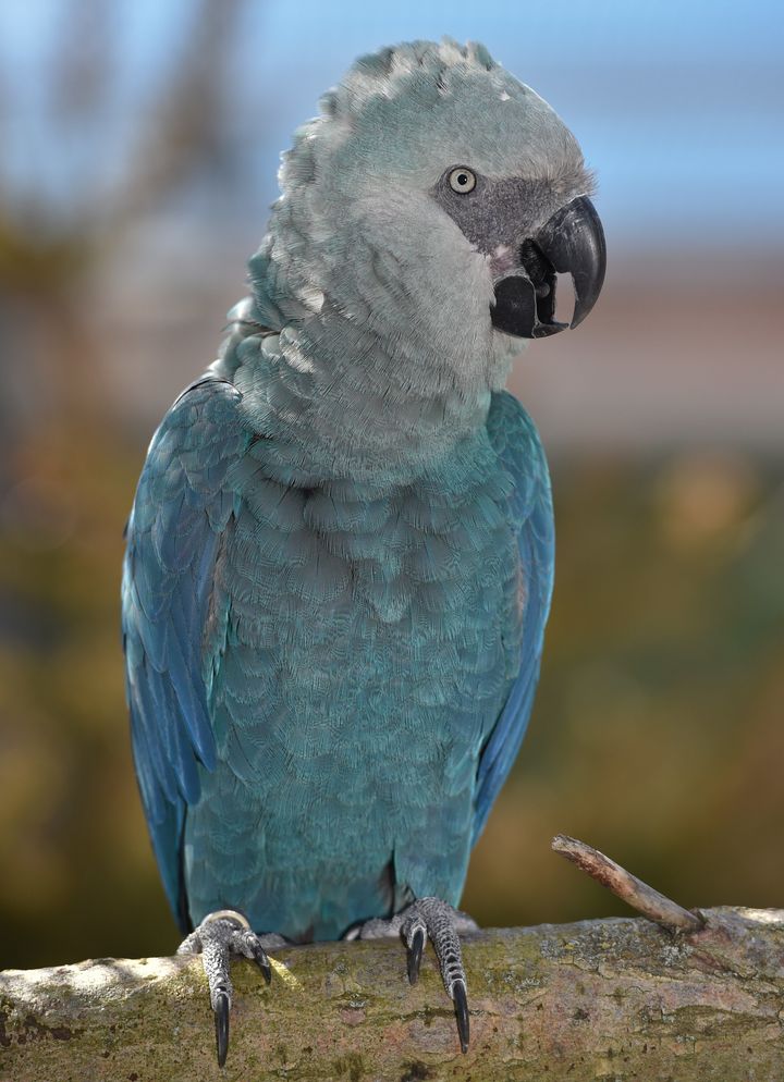 Spix's macaw Bonita is pictured on April 17, 2014 at the ACTP wildlife conservation organization in Schoeneiche, eastern Germany.