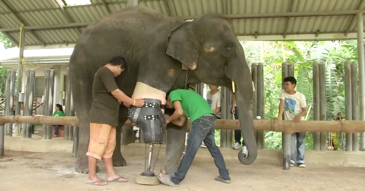 Mosha the asian elephant Mosha the asian elephant