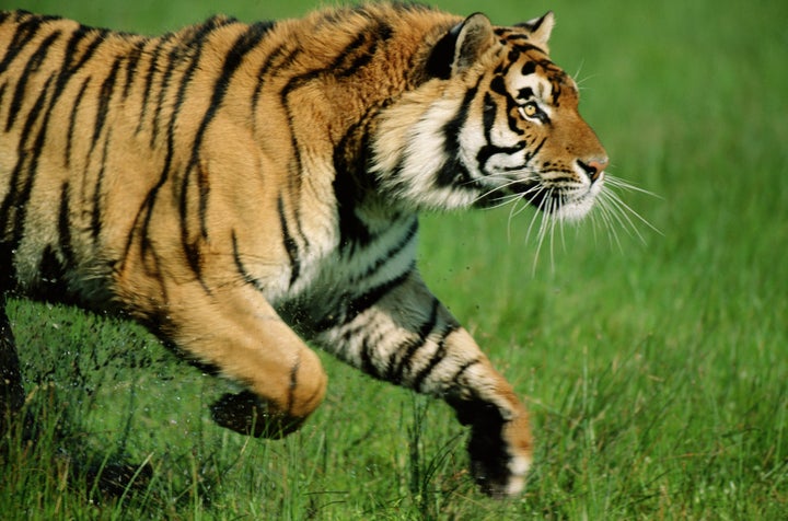 Tiger Attacks And Kills Zookeeper At An Animal Park In Spain | HuffPost World Tiger Attacks And Kills Zookeeper At An Animal Park In Spain | HuffPost World