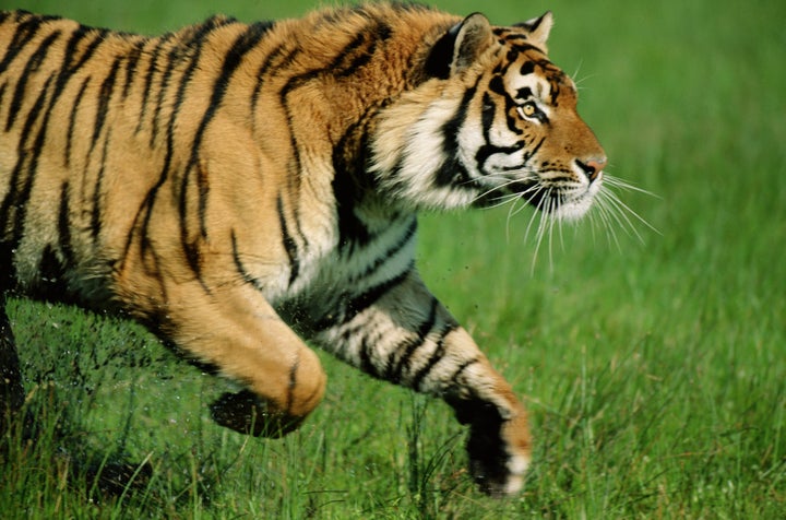 A tiger, not pictured, reportedly attacked and killed a zookeeper at the Terra Natura animal park in Benidorm, Spain, on Saturday afternoon.