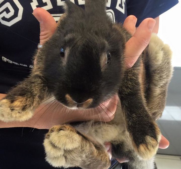 Fuzzy Pants the rabbit, shortly after animal services rescued her.