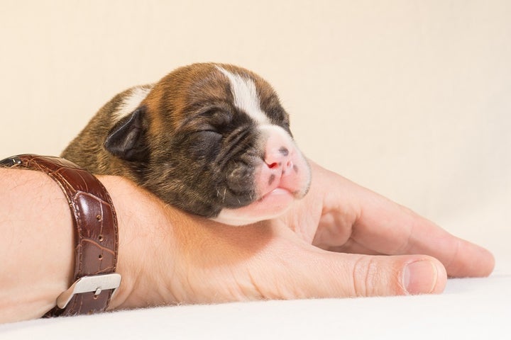 SLEEP! Look at this puppy. Sleep is a joy of life that no life form should be deprived of.