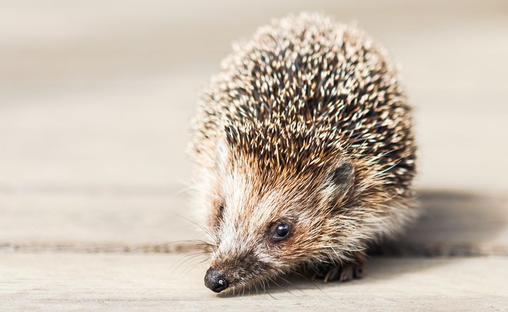 The Suffolk Wildlife Trust is searching for someone to become a hedgehog champion for town of Ipswich in eastern England.