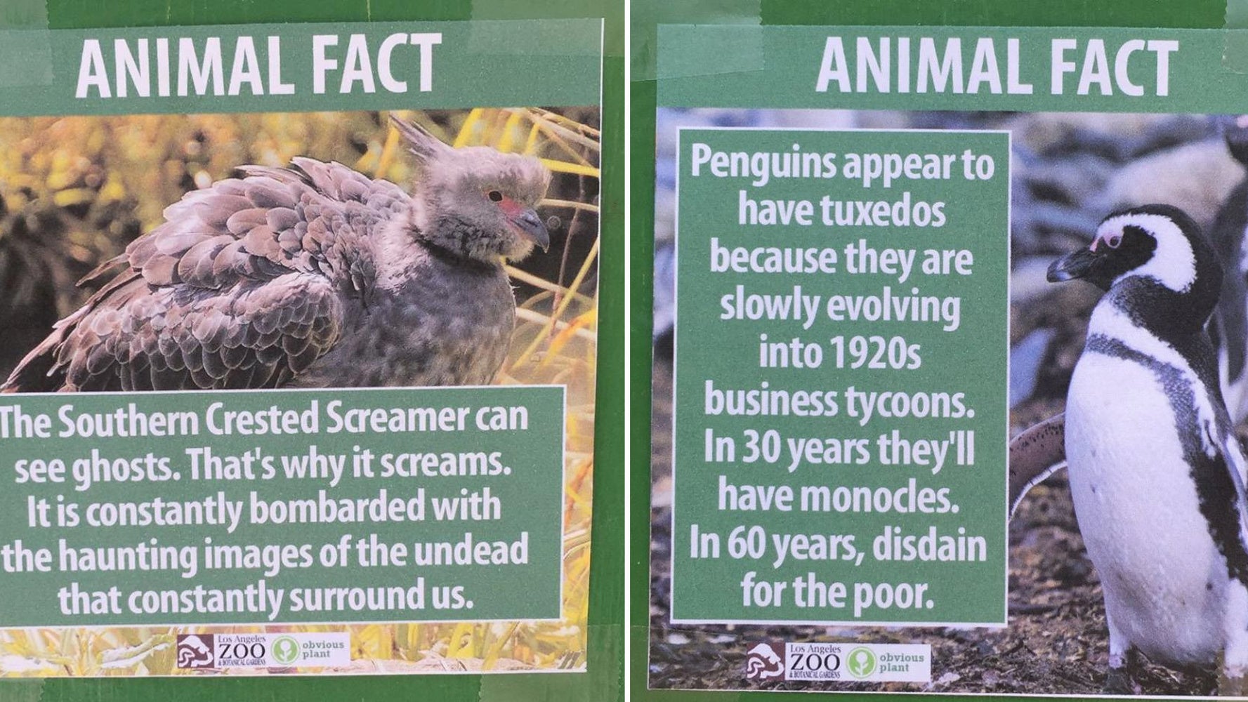 Obvious Plant Leaves Funny Fake Animal Facts At Los Angeles Zoo