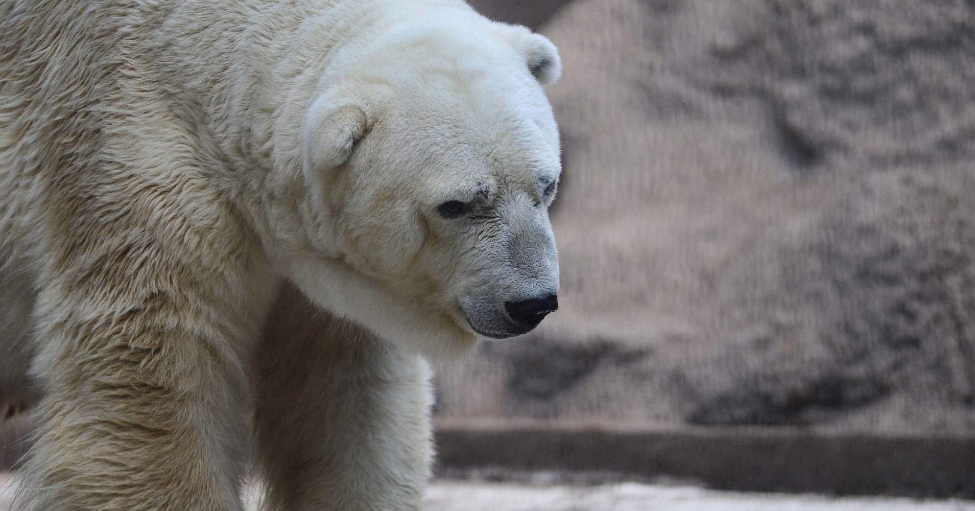 Arturo, World's Saddest Polar Bear, Dies After Decades In Captivity 