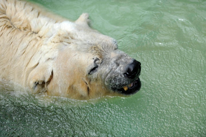 <strong>Arturo, pictured in 2014, died on Sunday. He was dubbed the 'world's loneliest polar bear'.</strong>