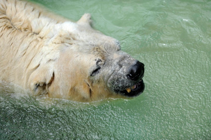 Arturo, pictured in 2014, died on Sunday. He was dubbed the 'world's loneliest polar bear'.