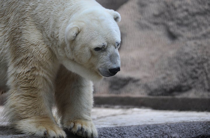 <strong>A petition calling for Arturo to be moved garnered more than 1 million signatures.</strong>