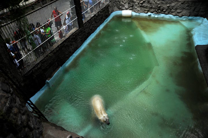 <strong>Arturo pictured in his enclosure at Mendoza Zoo in 2014.</strong>