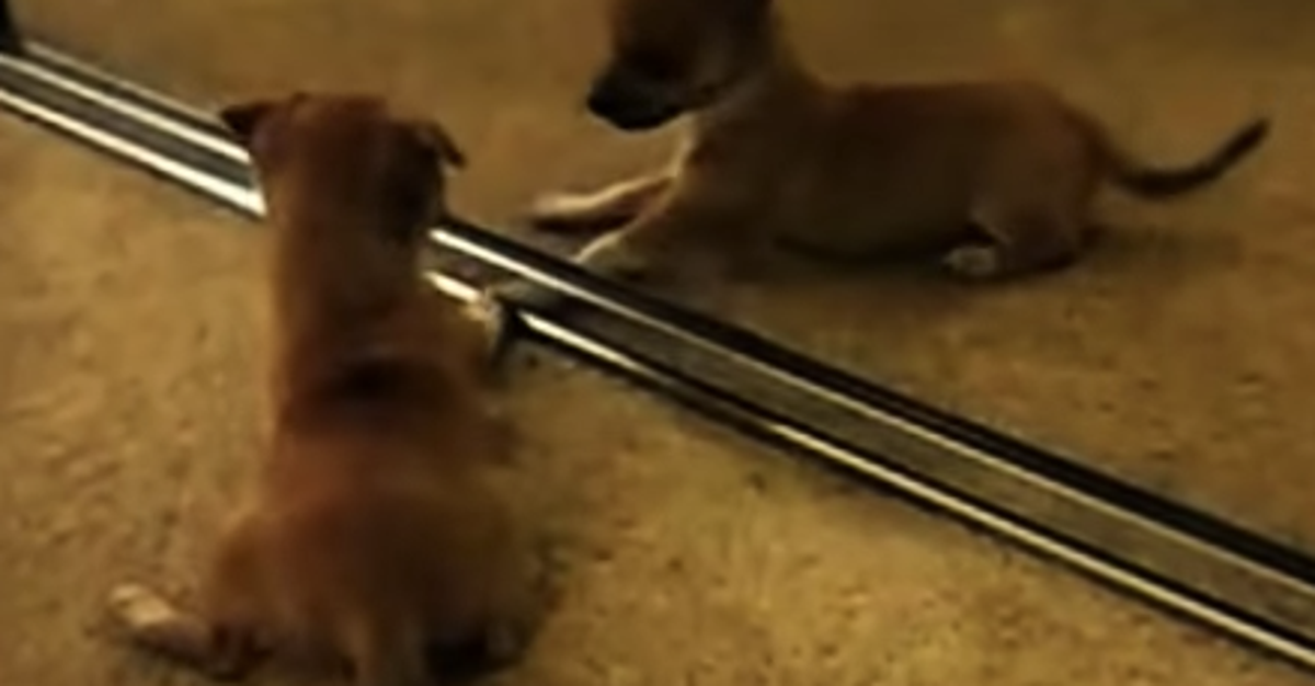 Dog Refection Puppies Discover Their Reflections, Try To Play With New Friend ...