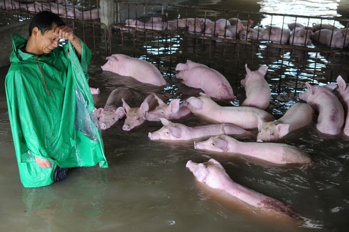 Rescue teams helped thousands of pigs avoid drowning after photos of their flooded barn surfaced online.