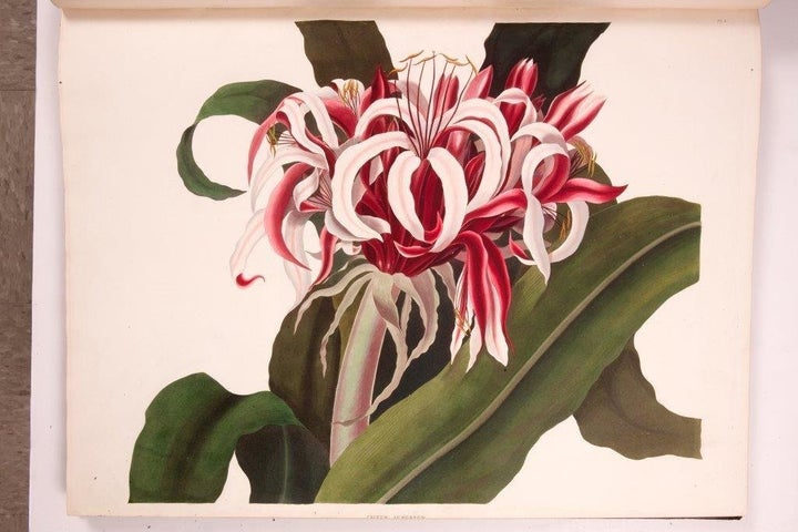 The recently published <a href="http://www.nybg.org/exhibitions/2014/flora-illustrata/" target="_blank" role="link" class=" js-entry-link cet-external-link" data-vars-item-name="Flora Illustrata" data-vars-item-type="text" data-vars-unit-name="577bc86de4b041646410a496" data-vars-unit-type="buzz_body" data-vars-target-content-id="http://www.nybg.org/exhibitions/2014/flora-illustrata/" data-vars-target-content-type="url" data-vars-type="web_external_link" data-vars-subunit-name="article_body" data-vars-subunit-type="component" data-vars-position-in-subunit="1">Flora Illustrata</a> gives a colorful glimpse into the one million items at Mertz, including Pliny the Elder’s <em>Naturalis historia -- </em>a gem from 1483.