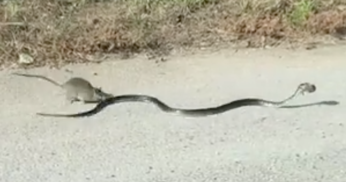 Ferocious Rat Refuses To Let Hungry Snake Steal Rat Pup | HuffPost News