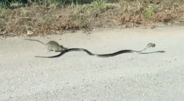 A fearless rat is seen attempting to rescue a baby from the jaws of a hungry snake.