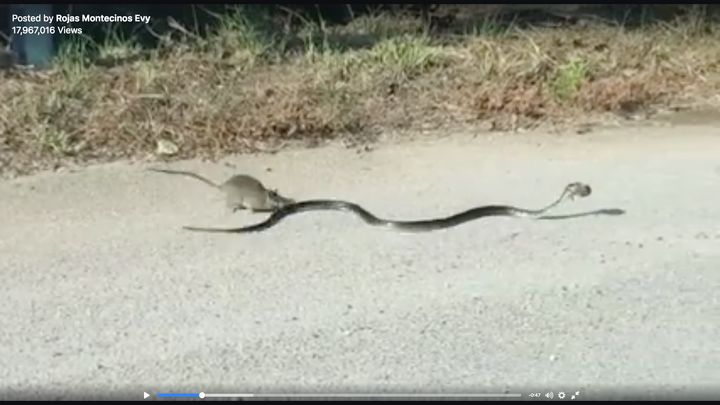 A fearless rat is seen attempting to rescue a baby from the jaws of a hungry snake.